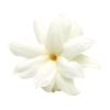 Gardenia