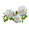 White Rose