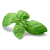 Basil