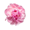 Peony