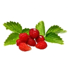 Wild Strawberry